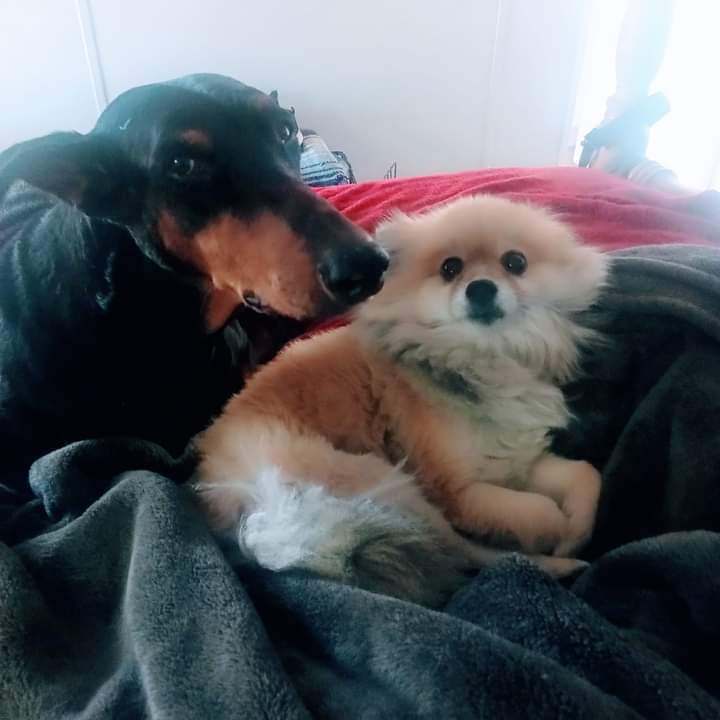 Enlarge Pepe', a Adopted Pomeranian in Spring Valley, CA image 3/3