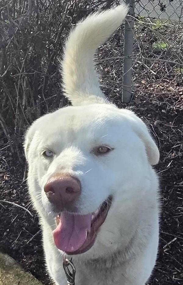 Enlarge Yeti, a Adoptable mixed breed in Salem, OR image 1/2
