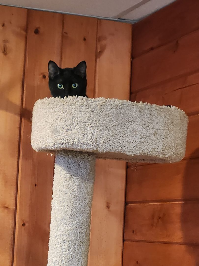 TURTLE, Adoptable, Young Female Domestic Short Hair.