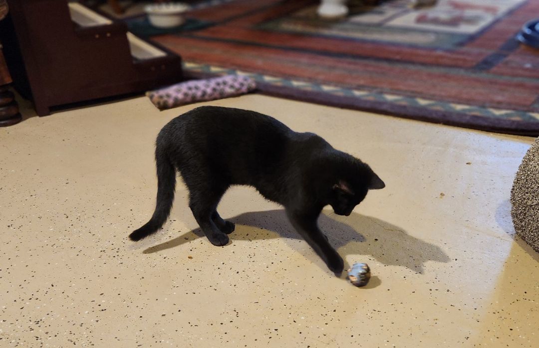 TURTLE, a Adoptable Domestic Short Hair in Grand Forks, ND image 2/3