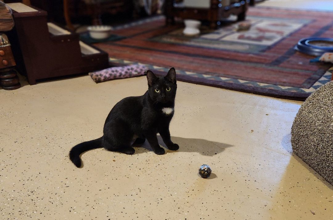 TURTLE, a Adoptable Domestic Short Hair in Grand Forks, ND image 3/3