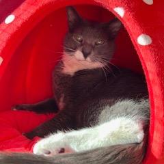 Solar, Adoptable, Senior Male Domestic Short Hair.