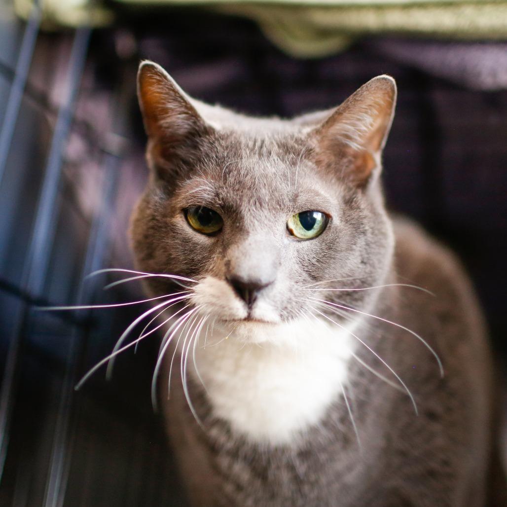 Enlarge Solar, a Adoptable Domestic Short Hair in Dover, NH image 2/6