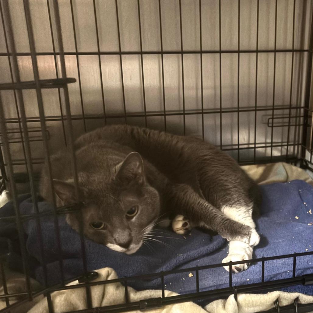 Enlarge Solar, a Adoptable Domestic Short Hair in Dover, NH image 3/6