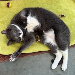 Enlarge Solar, a Adoptable Domestic Short Hair in Dover, NH image 4/6