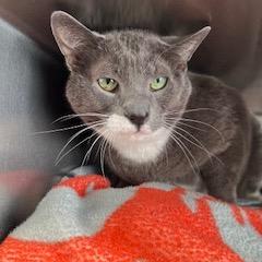 Enlarge Solar, a Adoptable Domestic Short Hair in Dover, NH image 5/6