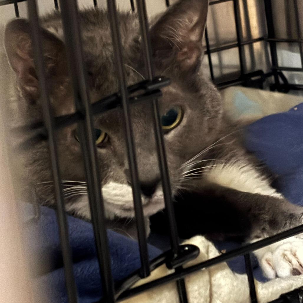 Enlarge Solar, a Adoptable Domestic Short Hair in Dover, NH image 6/6