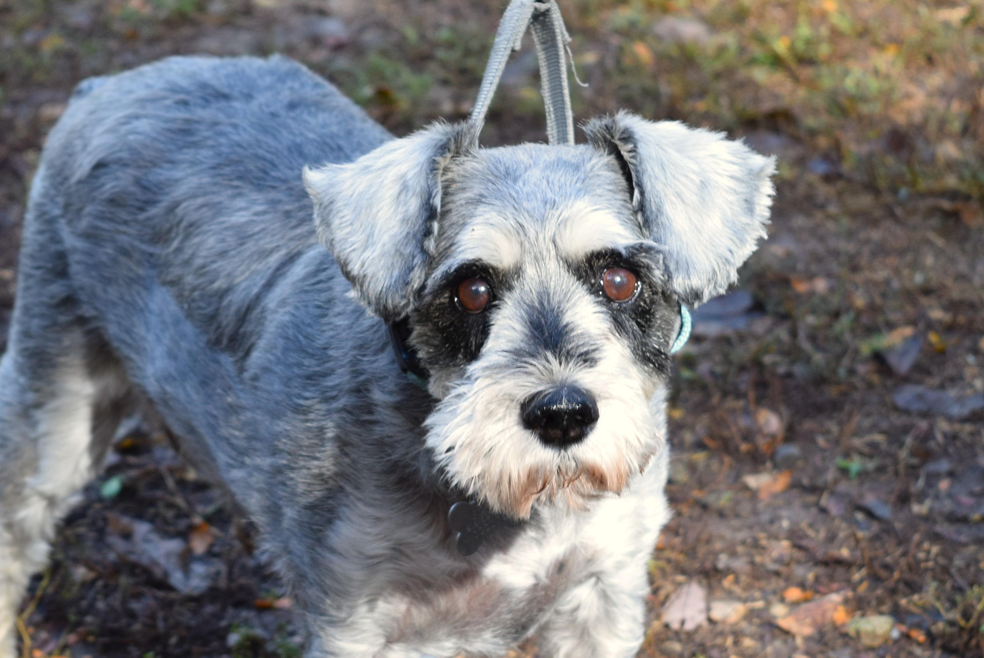 Prince, Adopted, Senior Male Schnauzer.