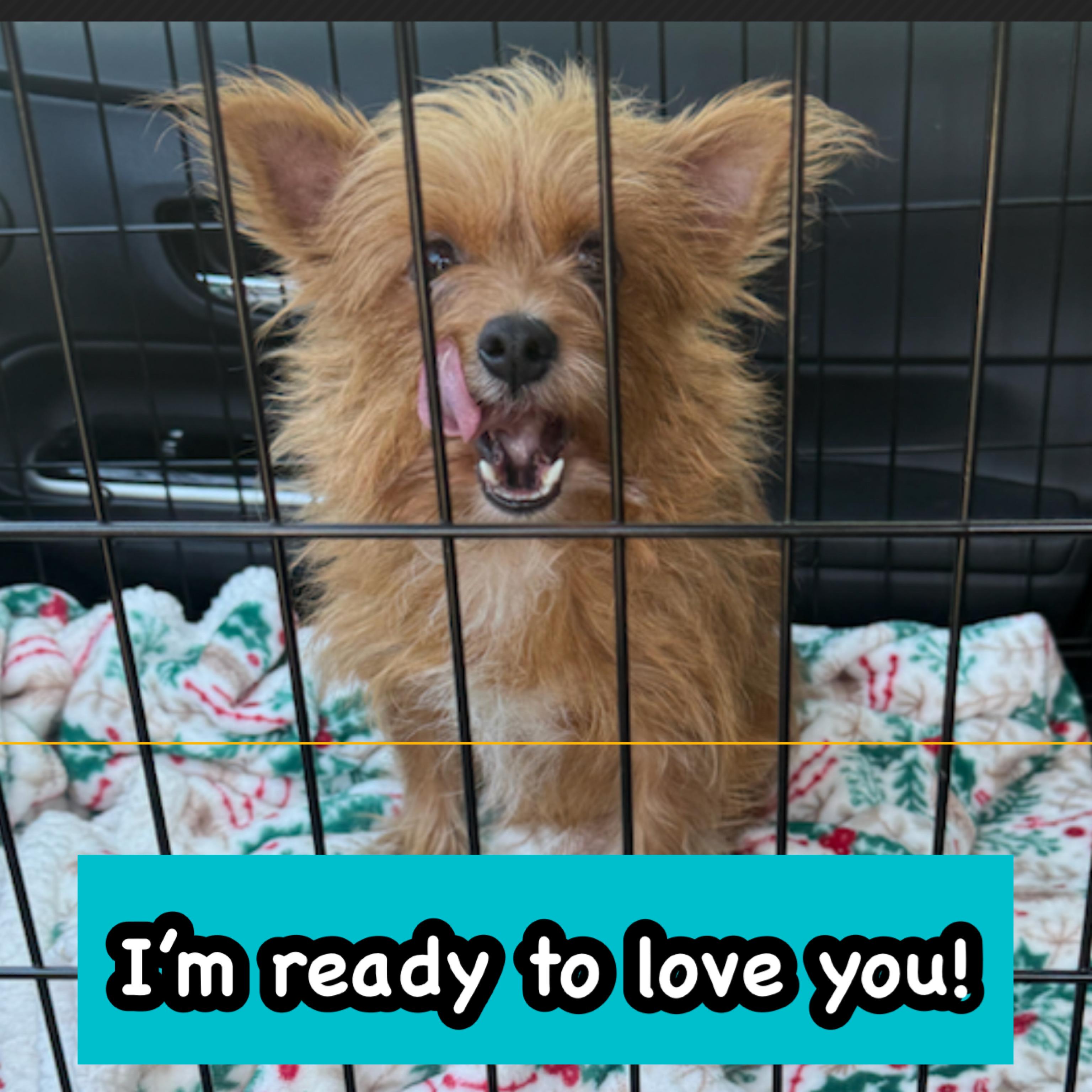 Enlarge Melody, a Adoptable mixed breed in Glendora, CA image 4/6