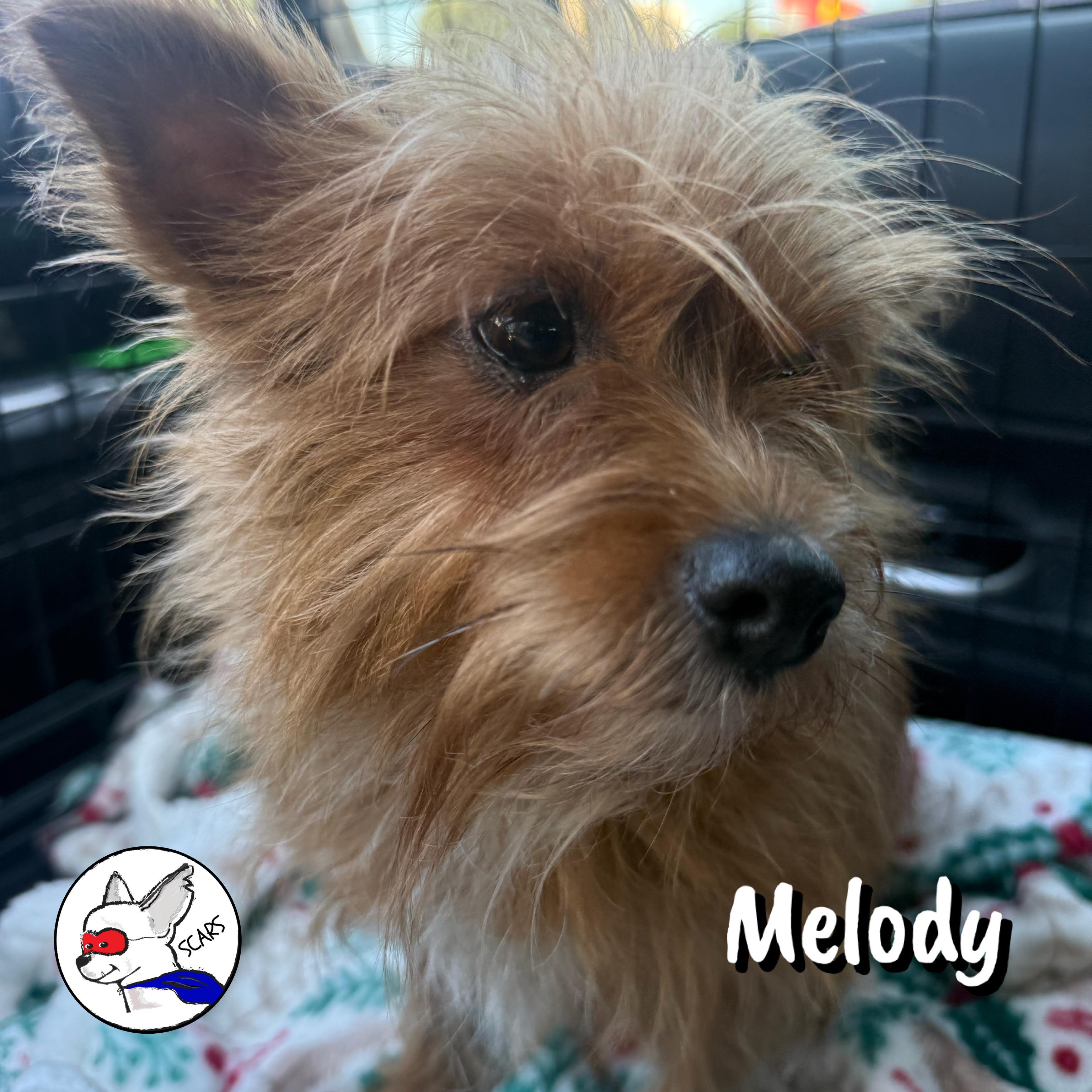 Enlarge Melody, a Adoptable mixed breed in Glendora, CA image 2/6