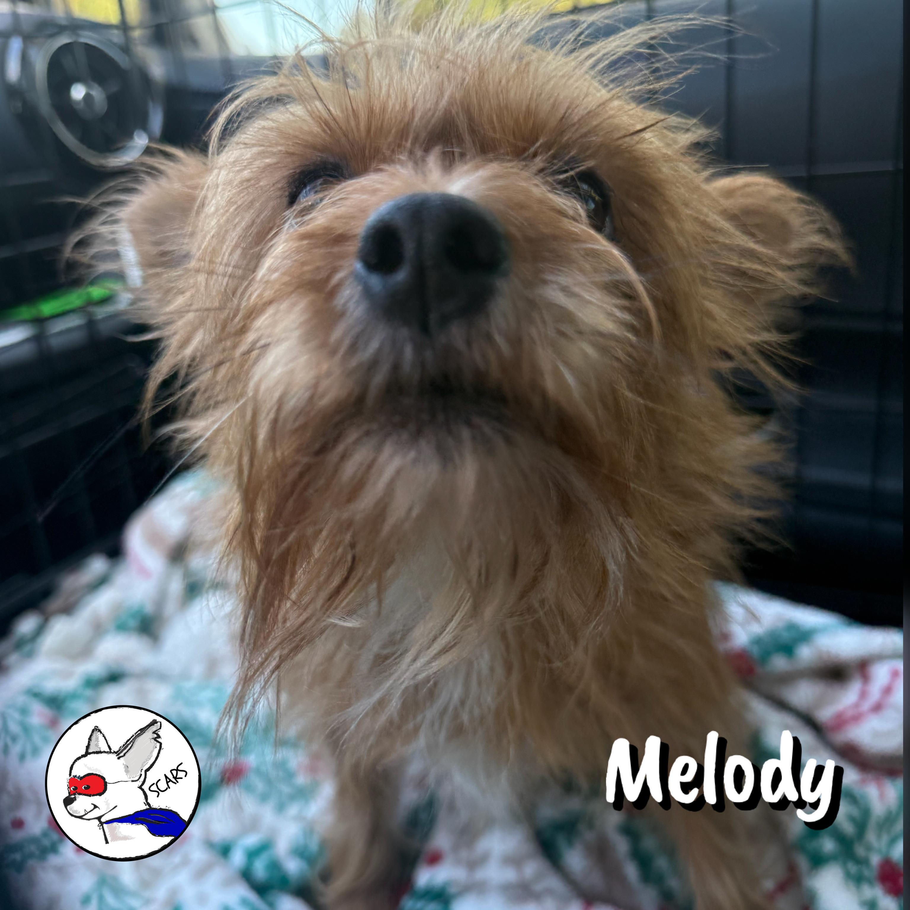Enlarge Melody, a Adoptable mixed breed in Glendora, CA image 5/6