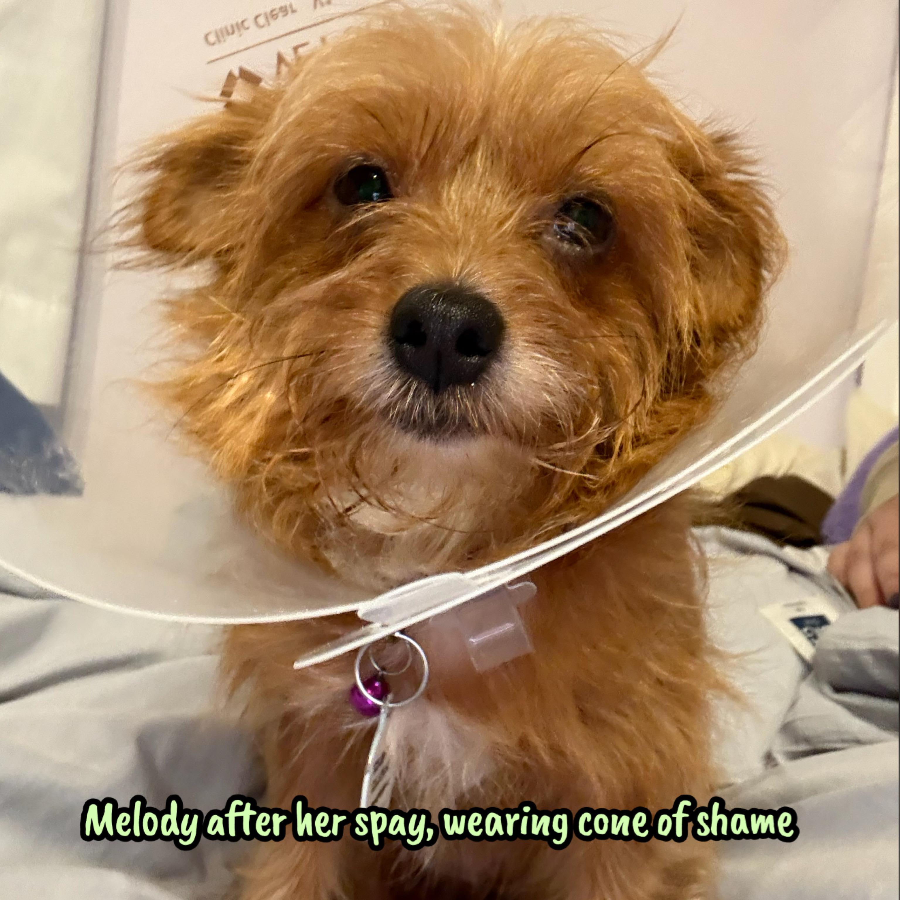 Enlarge Melody, a Adoptable mixed breed in Glendora, CA image 6/6