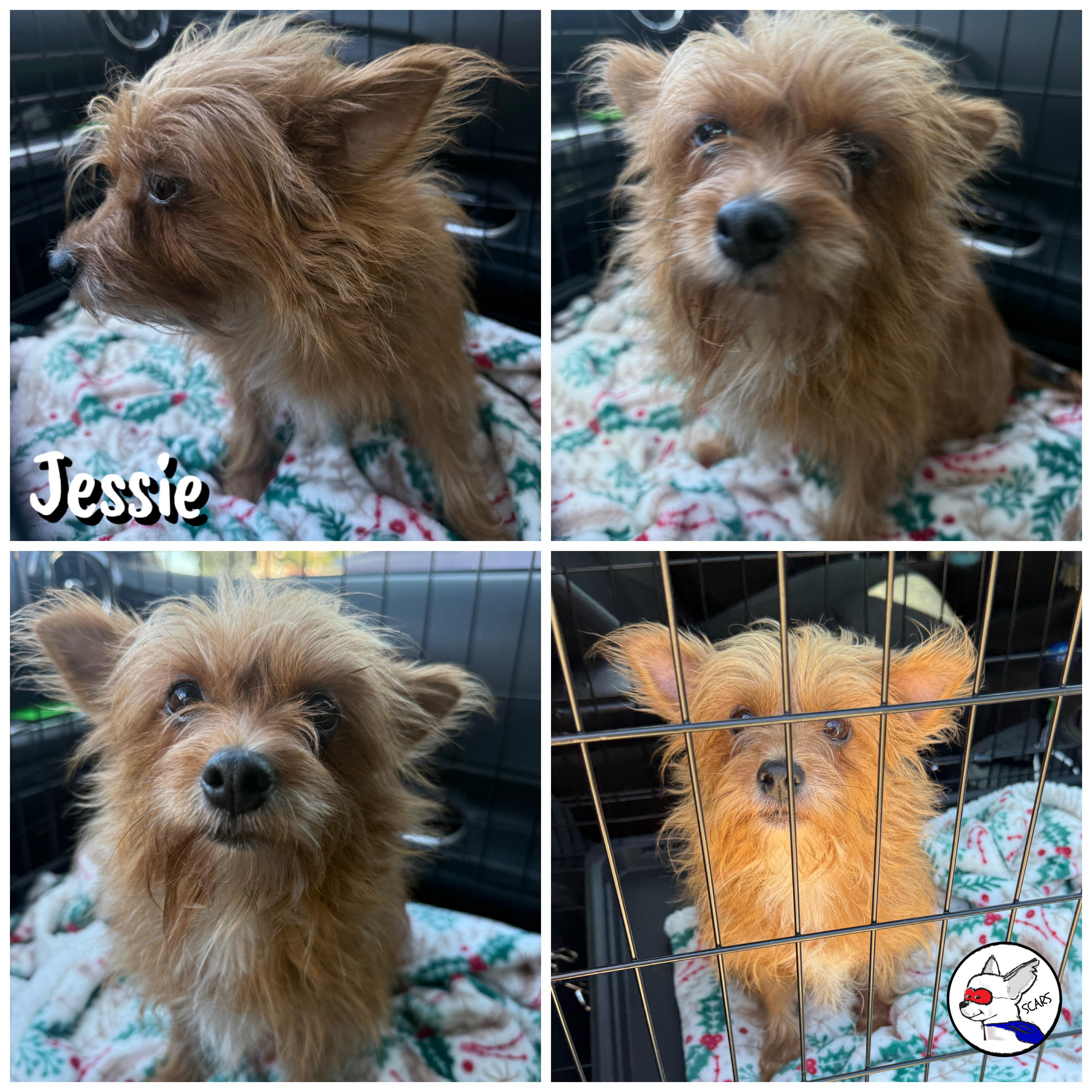 Enlarge Melody, a Adoptable mixed breed in Glendora, CA image 3/6