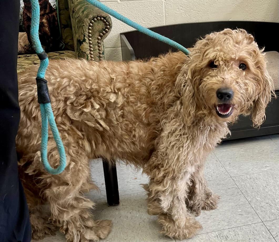 Mary Jane , ADOPTABLE, Young Female Goldendoodle.