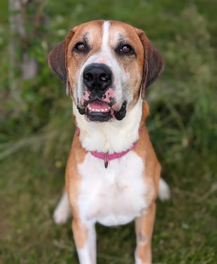 Jupiter, Adoptable, Adult Male Boxer.