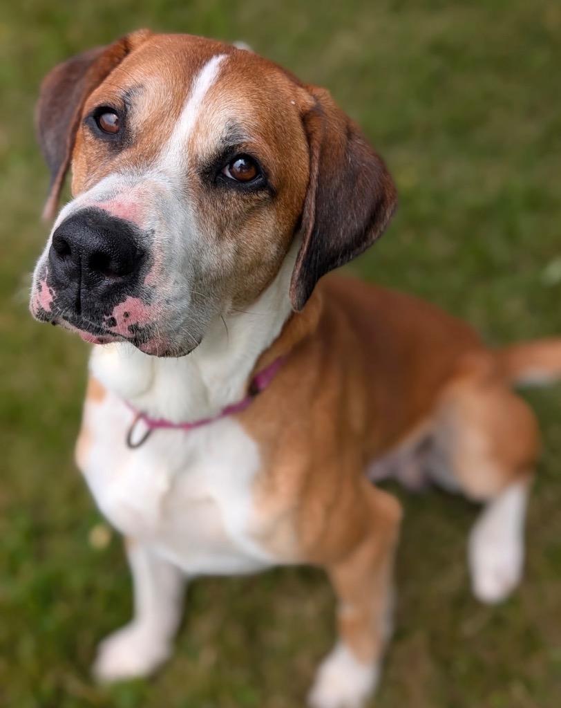 Jupiter, a Adoptable mixed breed in Defiance, OH image 2/6