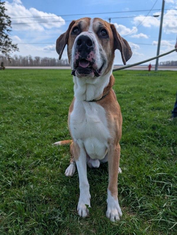 Jupiter, a Adoptable mixed breed in Defiance, OH image 3/6