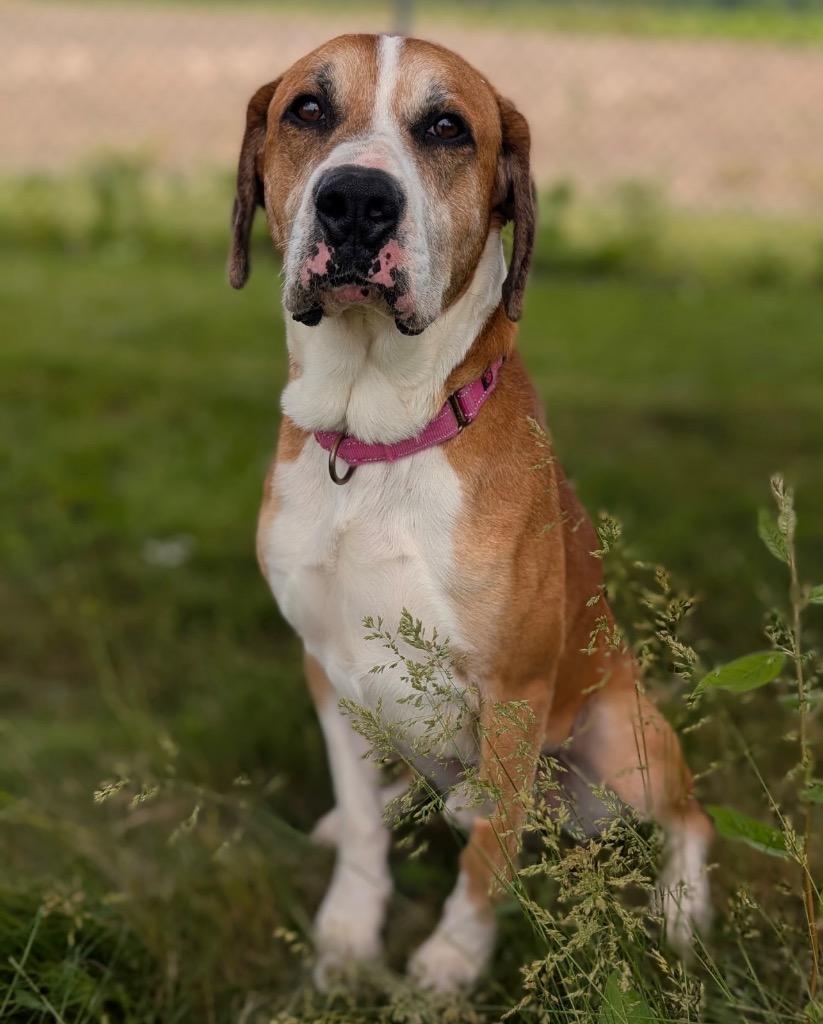 Jupiter, a Adoptable mixed breed in Defiance, OH image 4/6