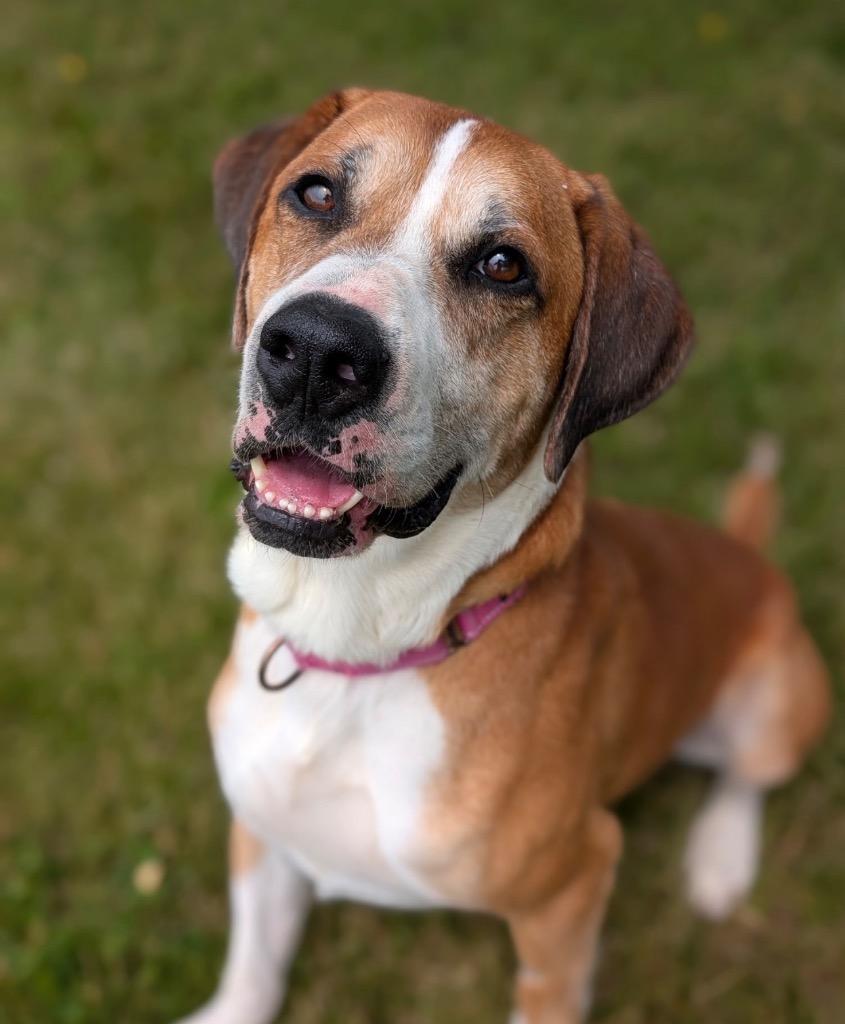 Jupiter, a Adoptable mixed breed in Defiance, OH image 5/6
