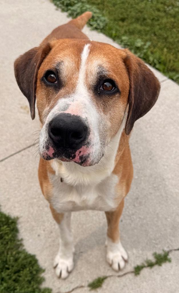 Jupiter, a Adoptable mixed breed in Defiance, OH image 5/6