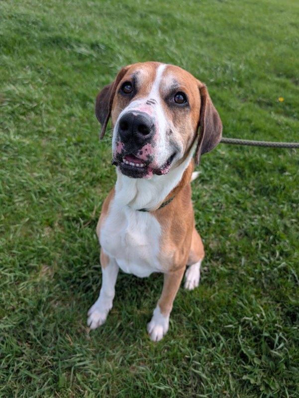 Jupiter, a Adoptable mixed breed in Defiance, OH image 6/6