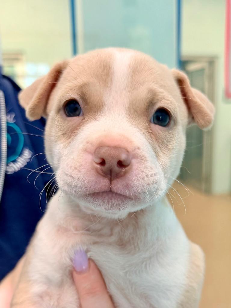 Capicola, Adoptable, Puppy Female Terrier & Mixed Breed.