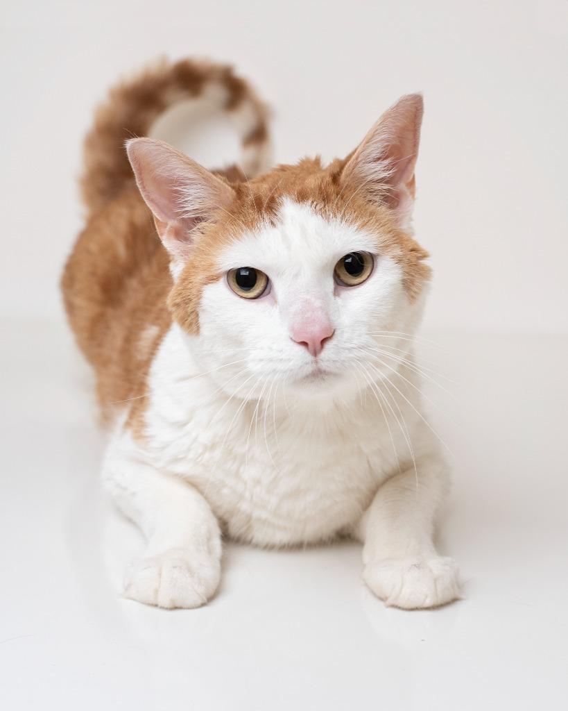 Phoenix, Adoptable, Adult Male Domestic Short Hair.