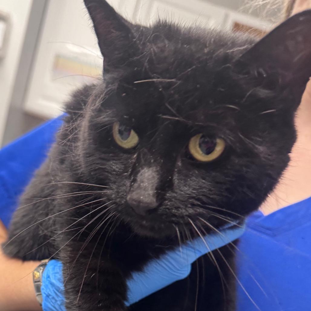 Mama Kitty, Adoptable, Adult Female Domestic Short Hair & Manx.