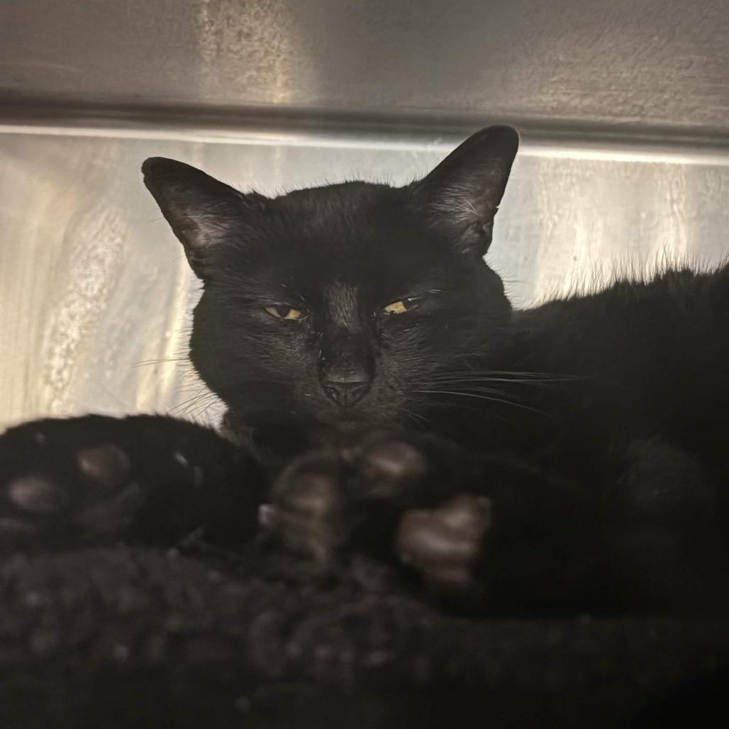 Enlarge Mama Kitty, a Adoptable mixed breed in Greenville, SC image 2/2