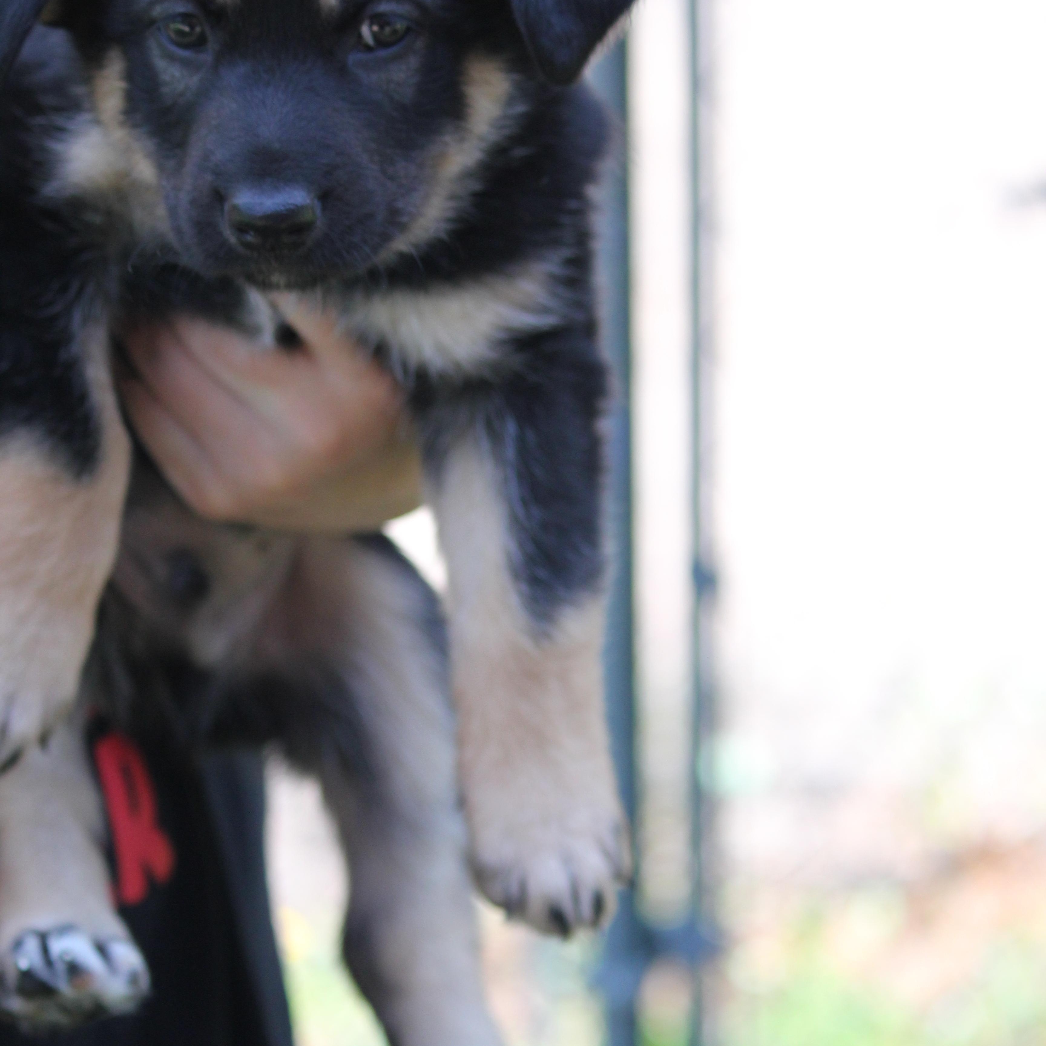 Azriel, an adopted German Shepherd Dog in Hayward, WI image 2/2