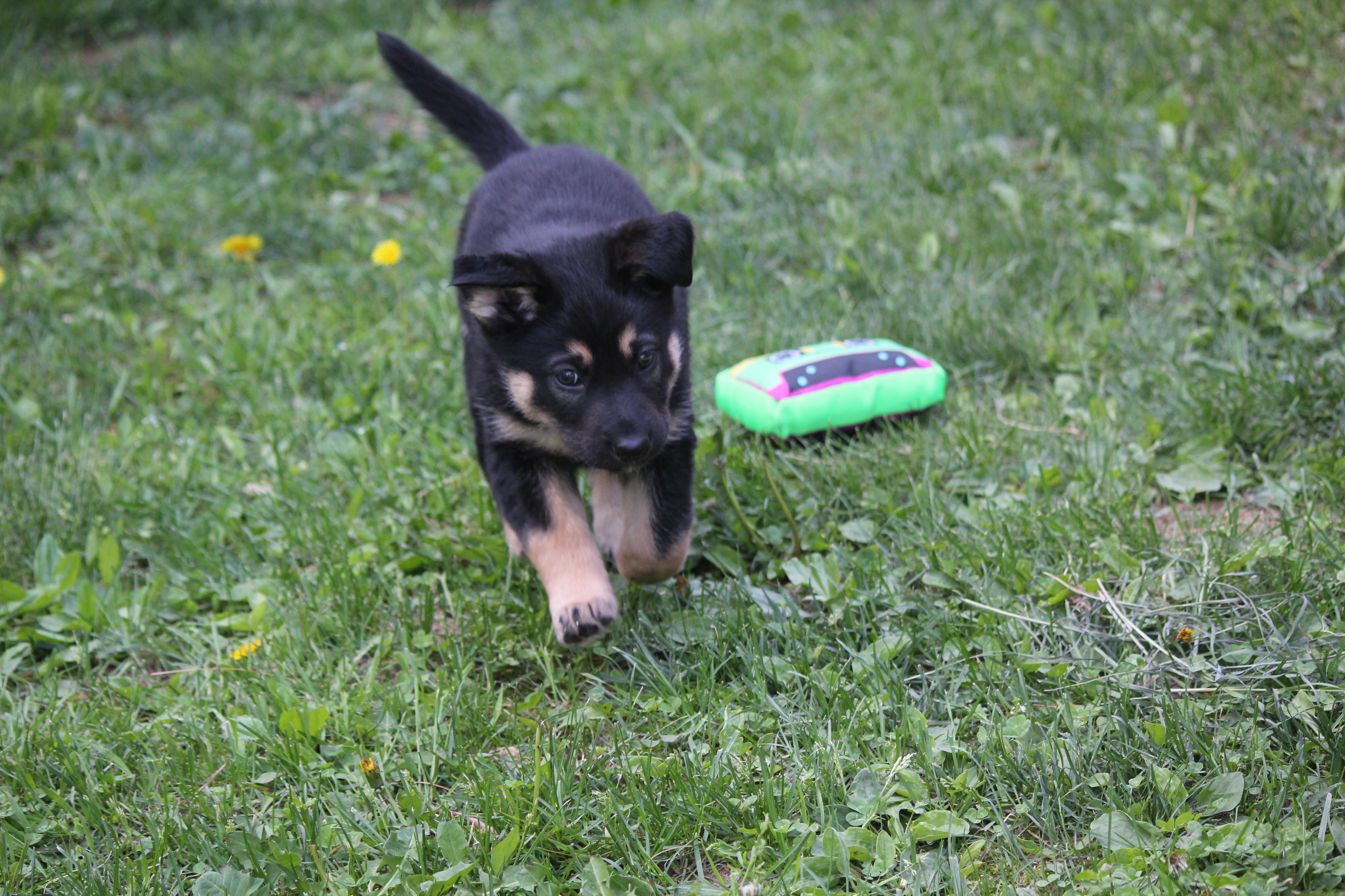 Azriel, an adopted German Shepherd Dog in Hayward, WI image 1/2