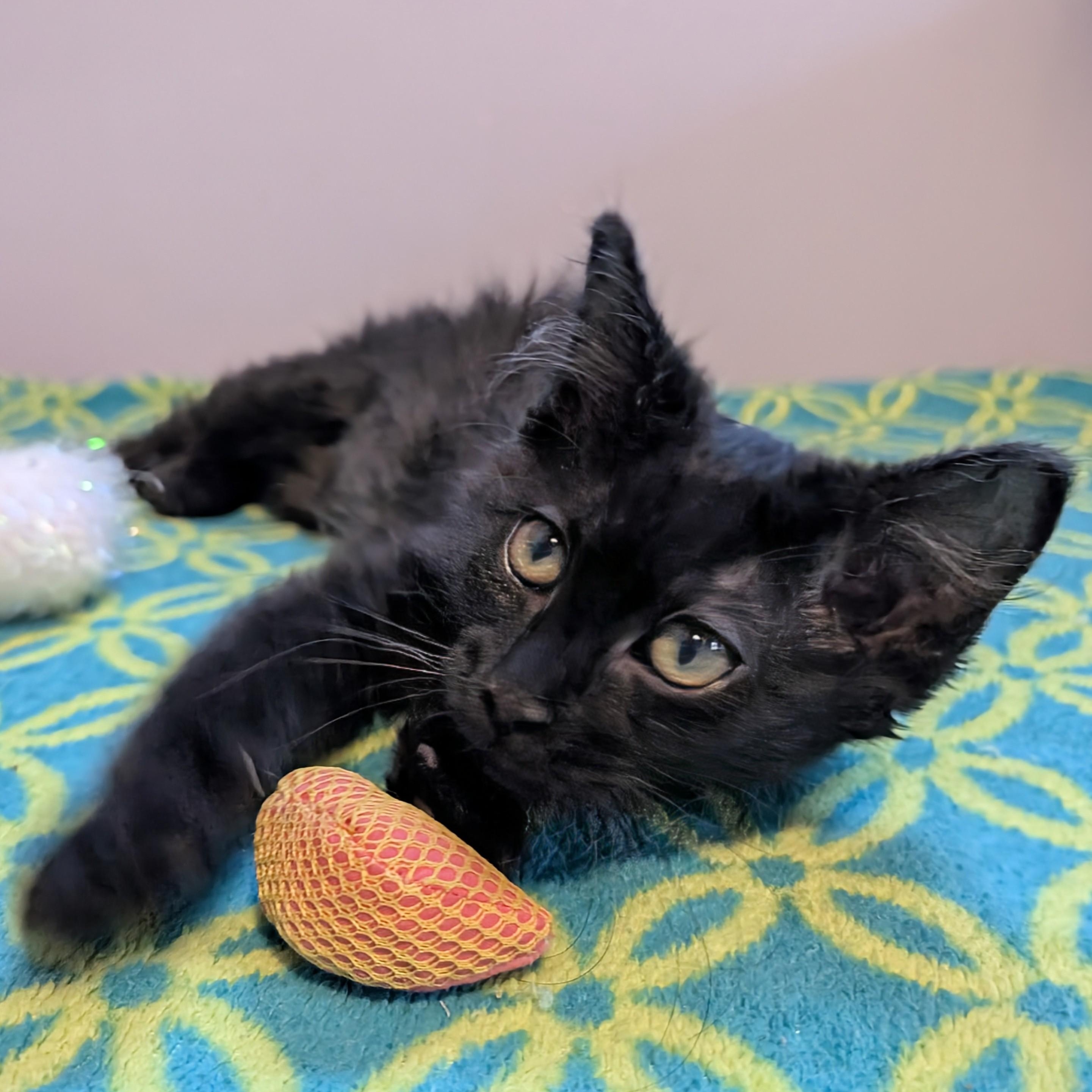 Enlarge Madonna, an adoptable Domestic Long Hair in Madison, WI image 3/4