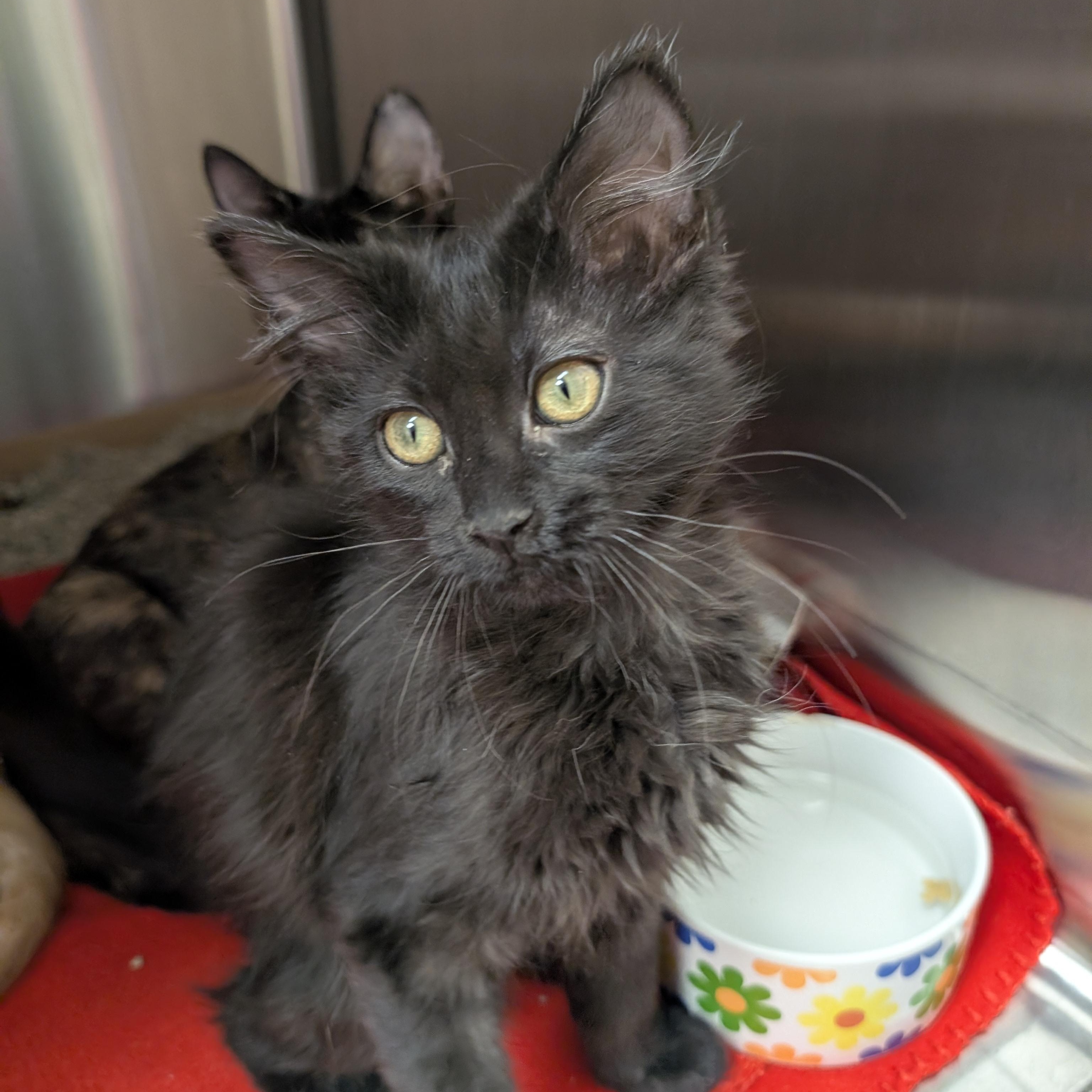 Enlarge Madonna, an adopted Domestic Long Hair in Madison, WI image 6/6