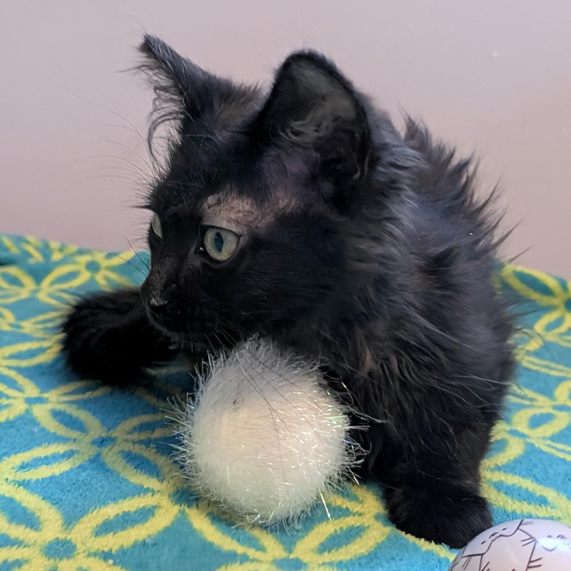 Enlarge Madonna, an adoptable Domestic Long Hair in Madison, WI image 1/4