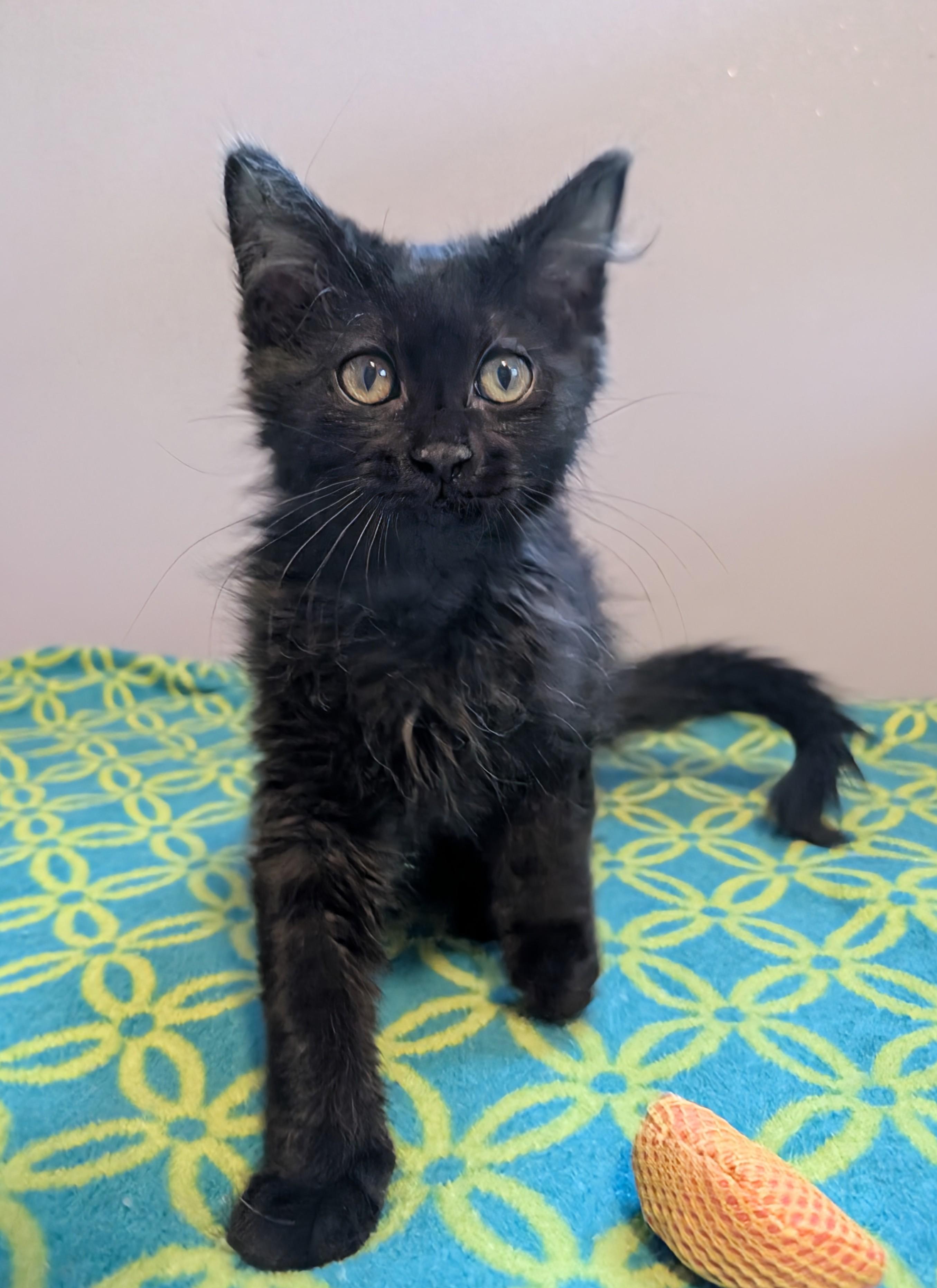 Enlarge Madonna, an adoptable Domestic Long Hair in Madison, WI image 4/4