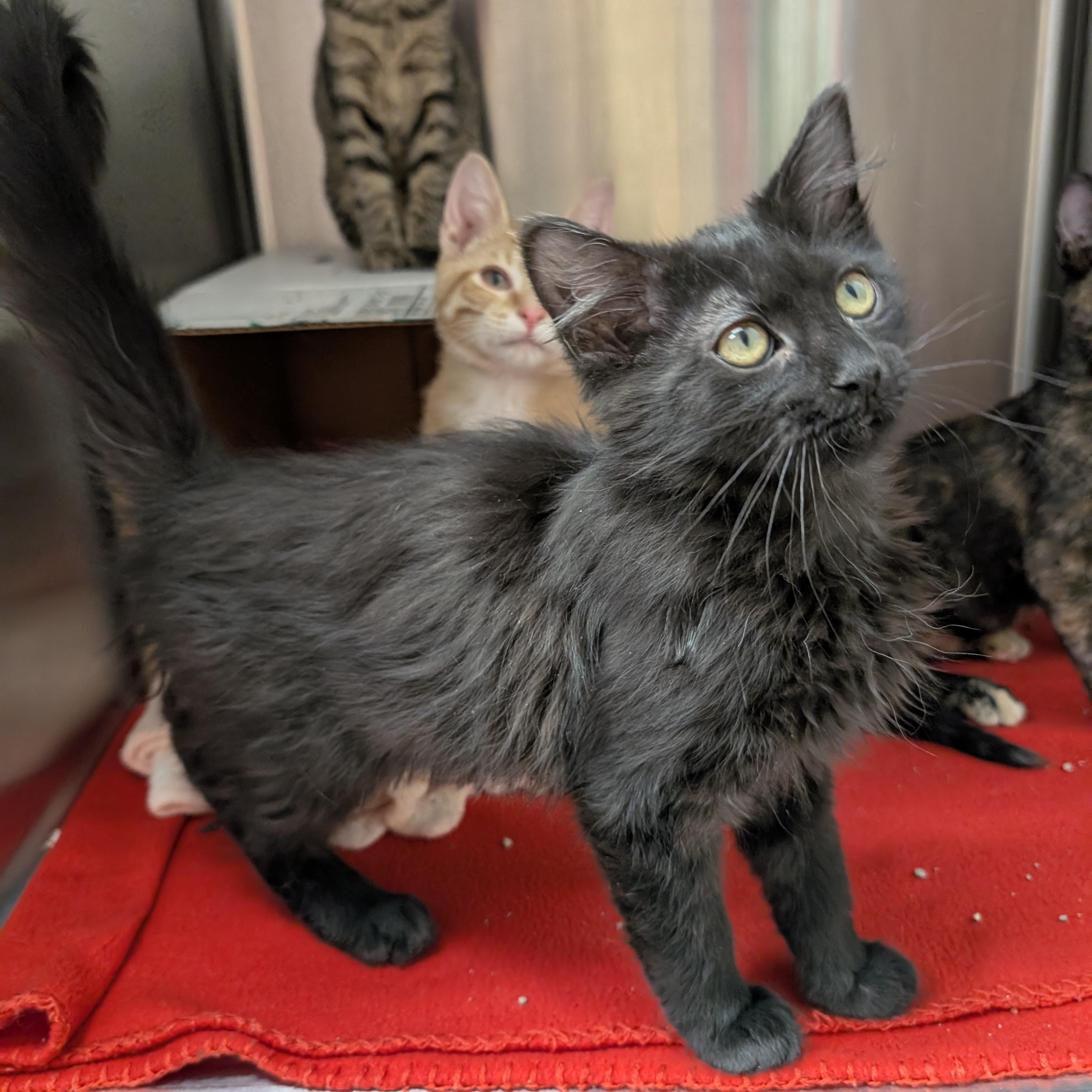 Madonna, adoptable, Kitten Female Domestic Long Hair.