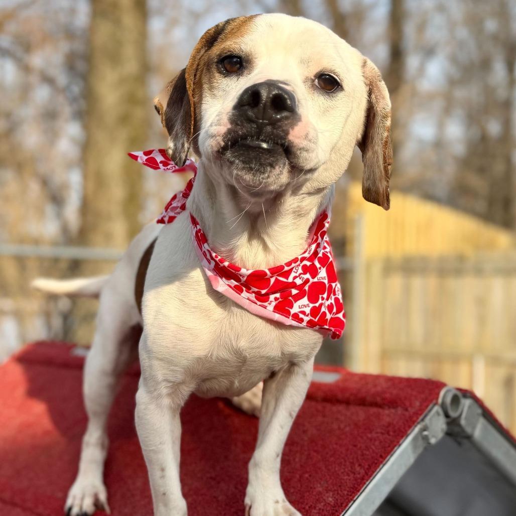 Phoenix, Adoptable, Adult Male Beagle & Mixed Breed.