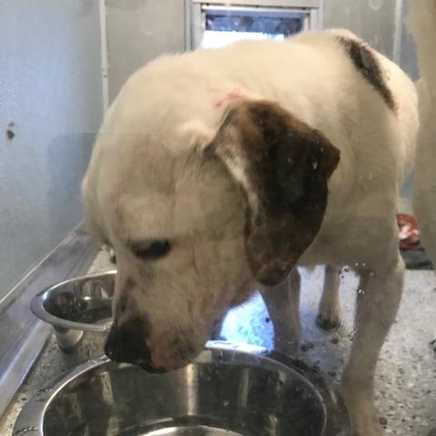 Phoenix, a Adoptable mixed breed in Dayton, OH image 3/6