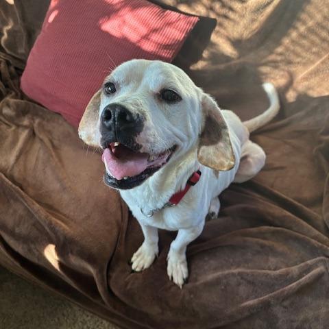 Phoenix, a Adoptable mixed breed in Dayton, OH image 4/6