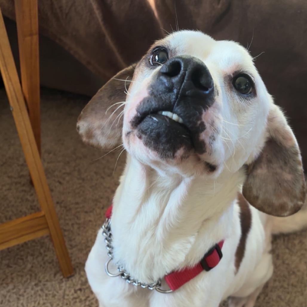 Phoenix, a Adoptable mixed breed in Dayton, OH image 5/6