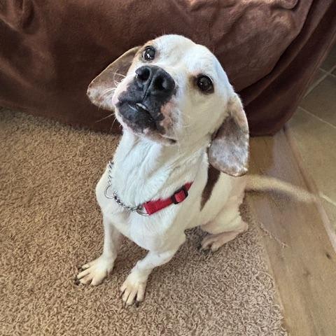 Phoenix, a Adoptable mixed breed in Dayton, OH image 6/6