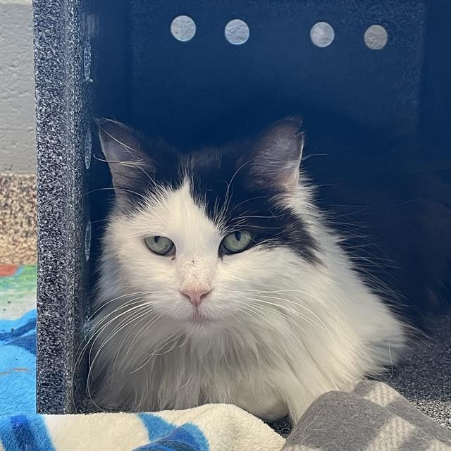 CISCO, Adoptable, Adult Female Domestic Long Hair.