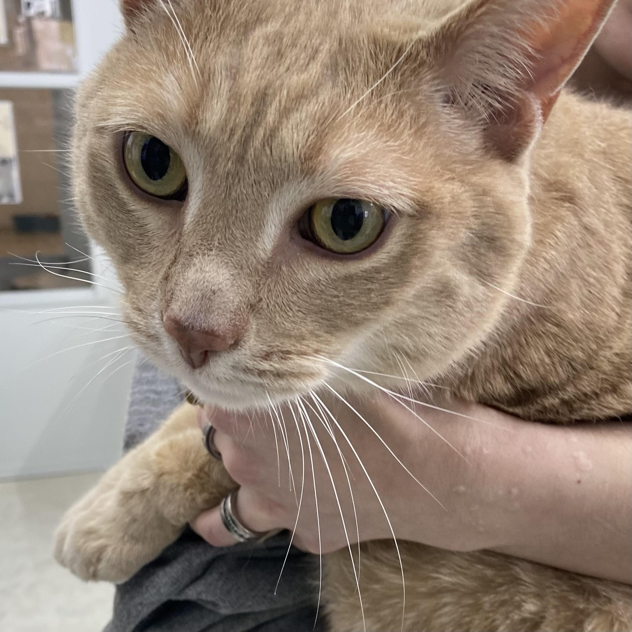 Enlarge Lion, a ADOPTABLE Domestic Short Hair in Belleville, MI image 2/3