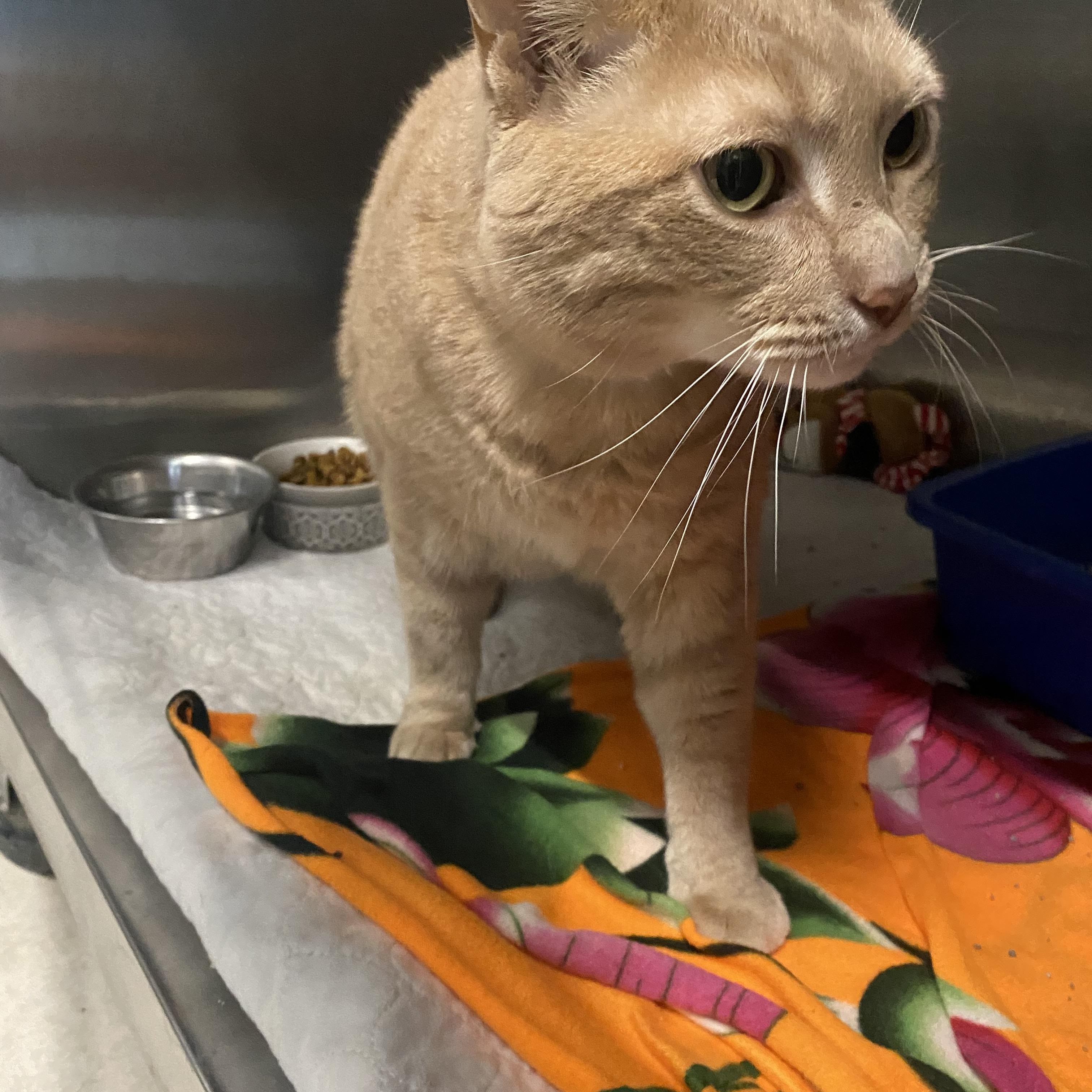 Enlarge Lion, a ADOPTABLE Domestic Short Hair in Belleville, MI image 3/3