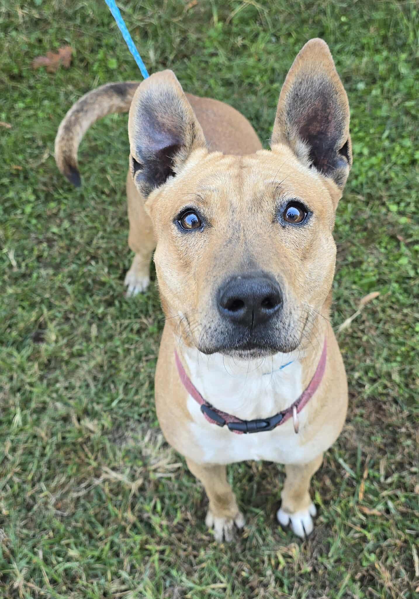 Indy, Adoptable, Adult Female Carolina Dog & Catahoula Leopard Dog.