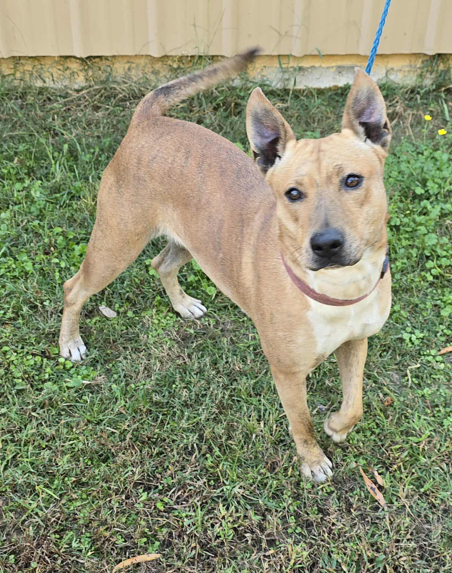 Enlarge Indy, a Adoptable mixed breed in Newport, TN image 2/6