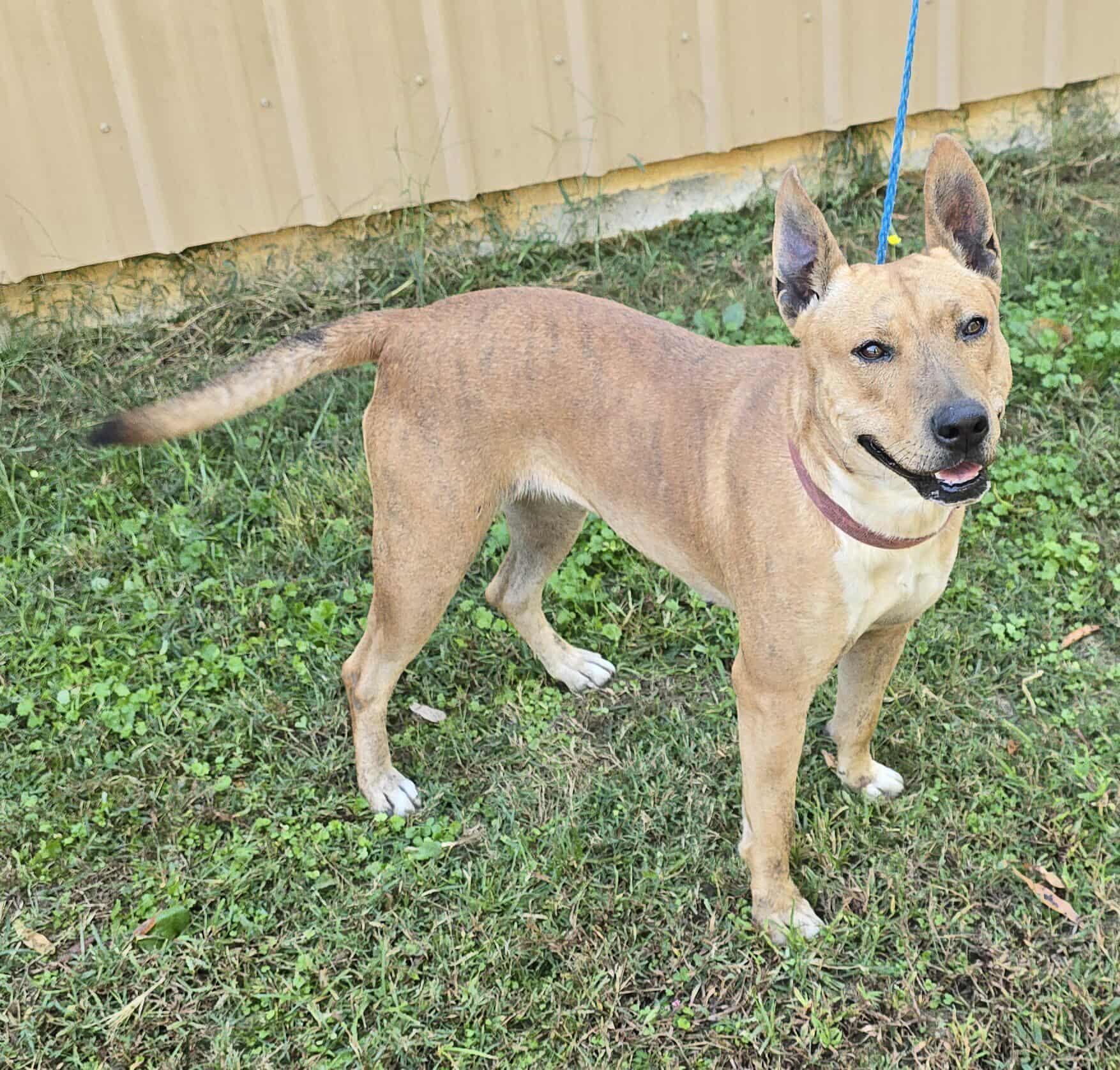 Enlarge Indy, a Adoptable mixed breed in Newport, TN image 3/6