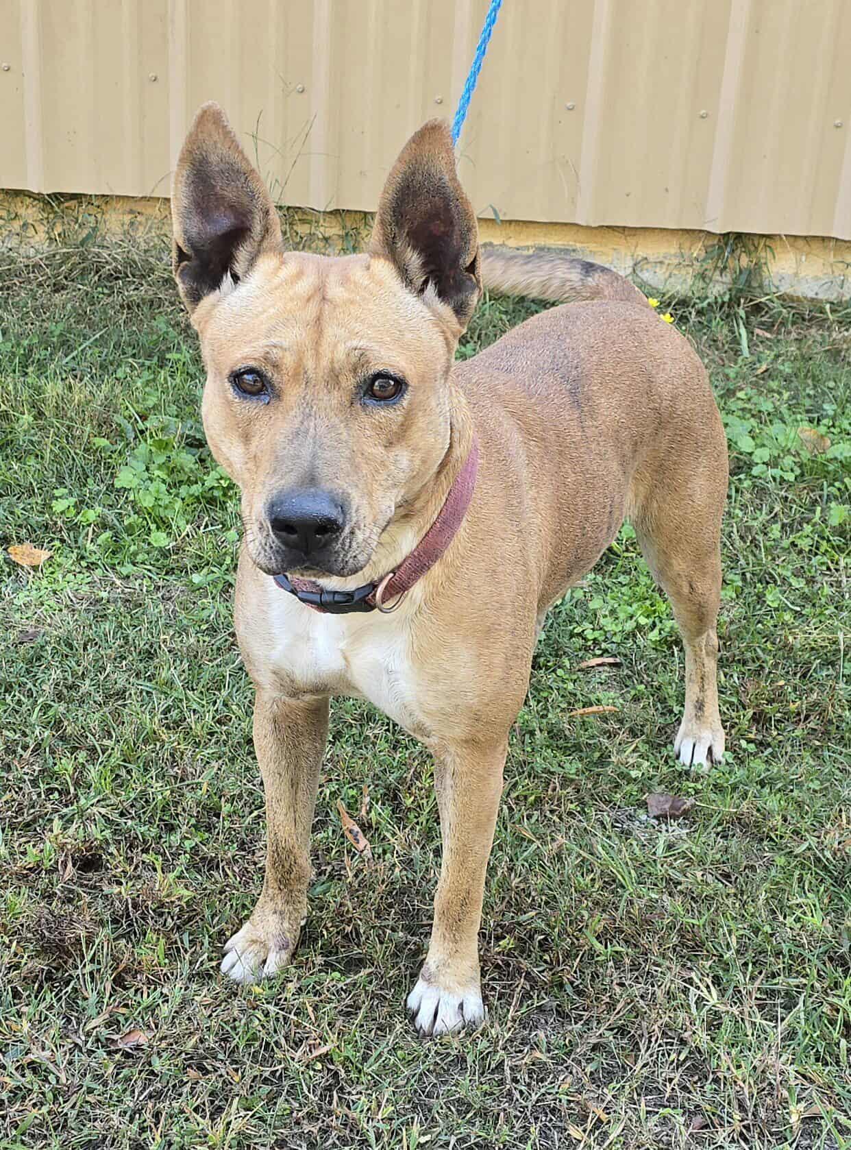 Enlarge Indy, a Adoptable mixed breed in Newport, TN image 4/6