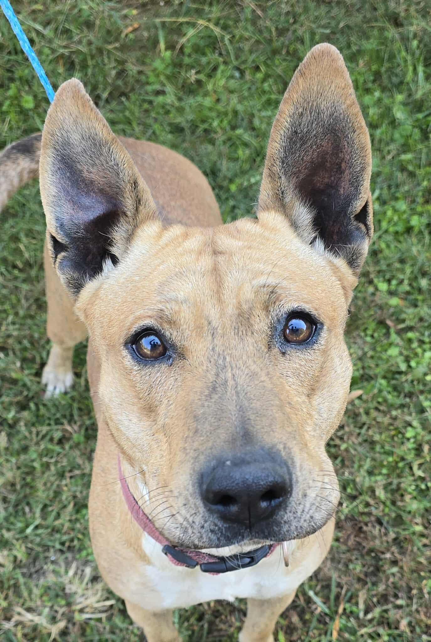 Enlarge Indy, a Adoptable mixed breed in Newport, TN image 5/6