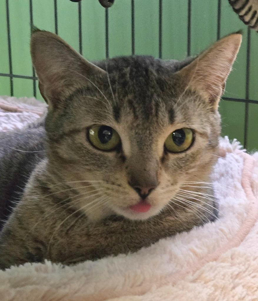 Mama Socks, Adoptable, Young Female Domestic Short Hair.